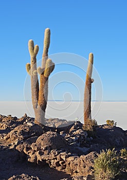 Salar de Uyuni photo