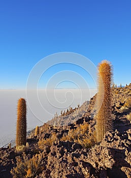 Salar de Uyuni photo