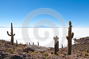 Salar de Uyuni view from Isla Incahuasi