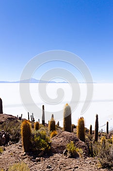 Salar de Uyuni view from Isla Incahuasi