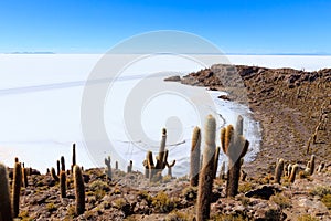 Salar de Uyuni view from Isla Incahuasi photo