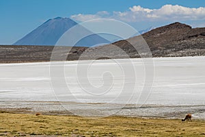 Salar on South America altiplano, Reserva Natural de Salinas y Aguada Blanca