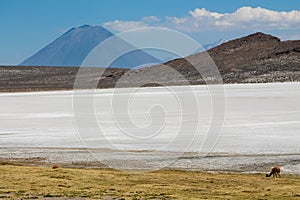 Salar on South America altiplano, Reserva Natural de Salinas y Aguada Blanca photo