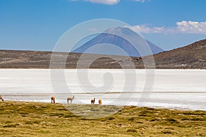 Salar on South America altiplano, Reserva Natural de Salinas y Aguada Blanca photo