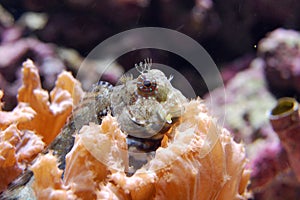 Salarias fasciatus - Jeweled Blenny photo