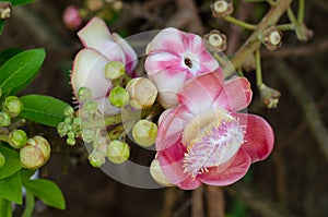Salavan tree flowers