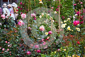 Sale of the blossoming rosebushes