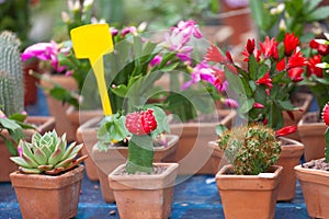 Sale of cactuses