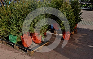 sale of Christmas trees with a package. the trees have roots in a