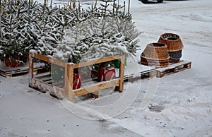 sale of Christmas trees with a package. the trees have roots in a flower pot that