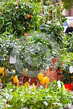 Sale of citrus trees