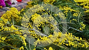 Sale of flowers. Bouquets of spring yellow Mimosa twigs Acacia dealbata