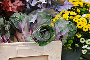 Sale of flowers called Decorative cabbage in the foreground. Other different flowers are next to the background.