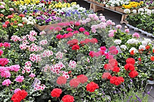 Sale of flowers at Mariatorget