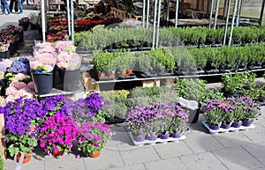 Sale of flowers at Mariatorget