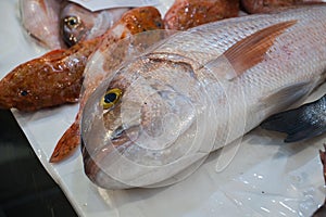 Sale of freshly caught sea fish in Sicily,