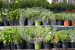 Sale of herbs in floral markets