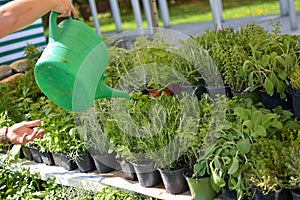 Sale of herbs in floral markets