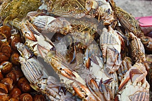 Sale of marine shrimp. seafood on the counter