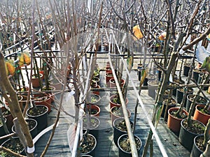 Sale potted plants nurseryman selling fruit plants to transplant