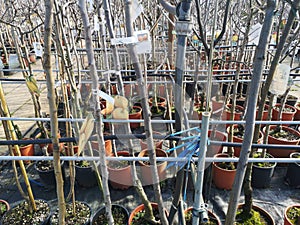 Sale potted plants nurseryman selling fruit plants to transplant