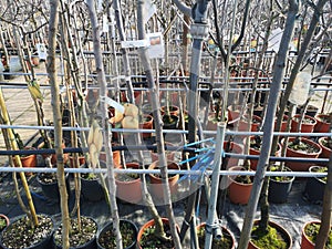 Sale potted plants nurseryman selling fruit plants to transplant