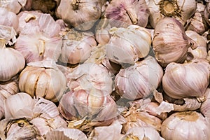 Sale of products in the market. Big young garlic. Spices. Background and texture. Healthy food.