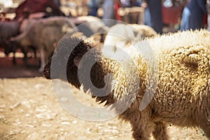 Sale of sheep for the feast of the lamb where a passage from the Bible and also from the Koran is commemorated, where sheep and