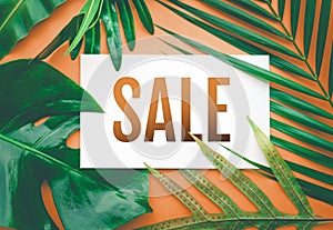 Sale text with tropical leaves in pastel color background.For pr