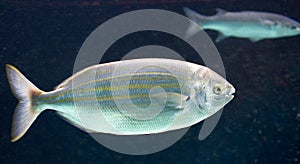 Salema fish 1