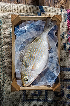 Salema porgy