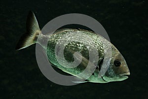 Salema Porgy Fish