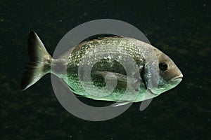 Salema porgy fish