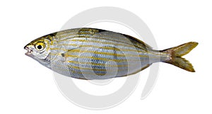 Salema porgy - sarpa fish photo