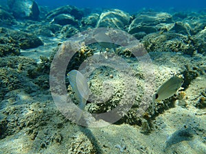 Salema porgy Sarpa salpa and sargo or white seabream Diplodus sargus undersea, Aegean Sea, Greece.