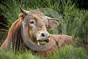 A saler cow is resting in the grass, Vosges, France