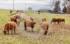 Salers Cattles Grazing