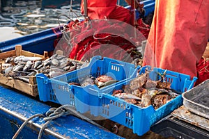 Sales of fish from small fishing boats, fish market in Trapani