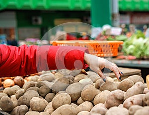 Sales of fresh and organic vegetables at the green market or farmers market in Belgrade during weekend. female choosing the best