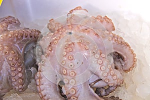 Sales of octopus on the market