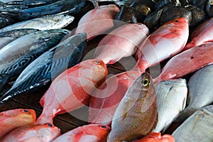 Sales stall - sea bass and tuna, close up.