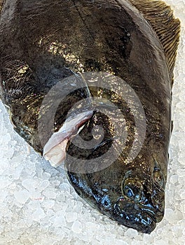 Sales stand of the fish market, close-up view of freshly caught halibut, which is available for sale on the crash ice base.