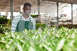 Salesman preparing for sale potted Dieffenbachia Camille photo