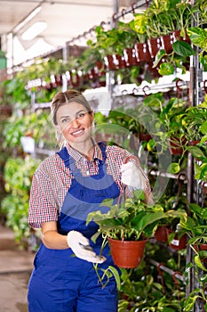 Saleswoman changes arrangement of pots with syngonium green and improves appearance of window. photo