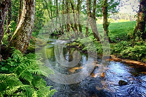 Salgadelos rill and forest in the province of Lugo in Spain.