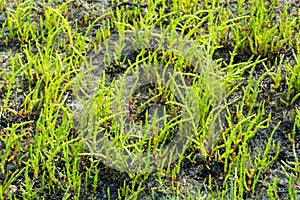 Salicornia edible plants grow in salt marshes, beaches, and mangroves, calles also glasswort, pickleweed, picklegrass, marsh