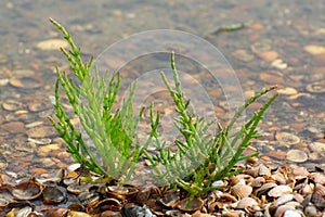 Salicornia edible plants grow in salt marshes, beaches, and mangroves, calles also glasswort, pickleweed, picklegrass, marsh