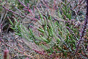 Salicornia europaea, Chenopodiaceae