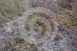 Salicornia europaea, Chenopodiaceae