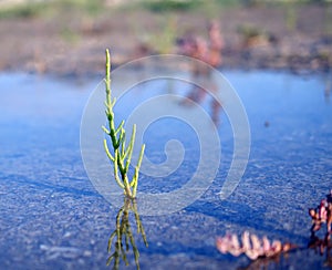 Salicornia europaea, glasswort